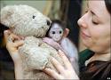 Conchita the monkey