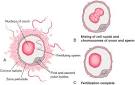 fertilized egg - definition of fertilized egg in the Medical ...