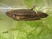 Siamese fighting fish - Wikipedia, the free encyclopedia