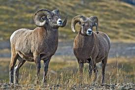 Bighorn Sheep Facts - NatureMapping