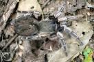 Costa Rican Zebra Tarantula | What's That Bug?
