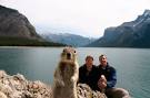 Scene-stealing squirrel crashes Banff tourist photo - Edmonton ...