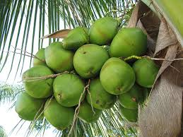 Health Benefits Of Coconut Water Images?q=tbn:ANd9GcTUD6lpJSezFfl-KGvGyKv68_sY9FftLtPvHauOo4QRVXIwIV3nAA