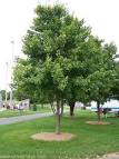 Red Maple Tree - Acer rubrum 'Red Sunset'