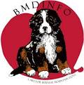 Bernese Mountain Dog Breed Standard Review