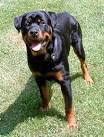 Guard Dogs | breeds of dogs