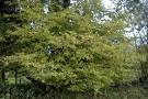 <b>Corylus</b> avellana
