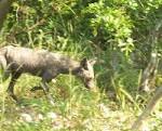 Welcome to Underdogs Anonymous, a Cryptid Blog!: Chupacabras
