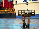 A small wooden platform in the Victoria Channel at Belfast docks, - via Daymix