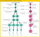 Esquema de la <b>Gametogénesis</b>