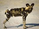 African Wild Dogt (Lycaon pictus)
