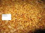 Mealworms