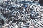 File:Shrimp bycatch.jpg - Wikipedia, the free encyclopedia