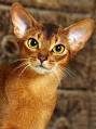 History And Progress of the Abyssinian Cat | Cat Breeds And Types ...