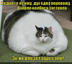 Битвы диет