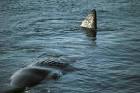 Sperm whale swimming in water - via Daymix