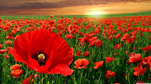 external image images?q=tbn:ANd9GcTV0tXaltb2uwSZ4DS99tQ1i4UC9q1YXpNF0JpJnoUaxlezGvtrBA