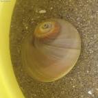 ツメタガイ（砑螺貝、津免多貝、Bladder Moon shell） Glossaulax didyma - via Daymix