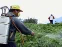 Beneficial Uses of Herbal Pesticides - Cozy Home Resource