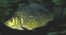 Carassius carassius