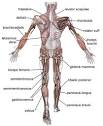 Muscle - Wikipedia, the free encyclopedia