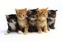 Kitten Pictures