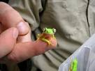 List O' Top Ten Cool Exotic Pets | LOP – Lists o Plenty