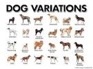Puppy-Dog photos and info - Gallery of Puppy dog pictures ...