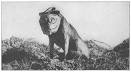 File:Dog with mask WWI.jpg - via Daymix