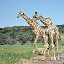 Giraffes kenya