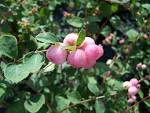 <b>Symphoricarpos</b> Mother of Pearl