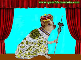 Piti, la Reina de la casa | Querida Mascota - Fotos de mascotas - piti