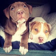 Pit bull assassinado n&atilde;o &eacute; vil&atilde;o, e sim, v&iacute;tima - Blog Patas ao Alto ...
