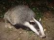 Badger