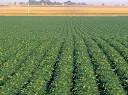 News Archive | Crop and Soil Science Department