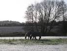 Forget the electric car: bring back the horse! - via Daymix