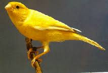 http://t2.gstatic.com/images?q=tbn:ANd9GcTWI_p-ZDaJoEKAvwnpb9_A3fhniL1v2wOmy4m4HlBhv4BHOrh6