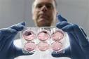 Petri dish to dinner plate, in-vitro meat coming soon | Reuters