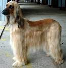 File:Afghan Hound.jpg - Wikipedia, the free encyclopedia