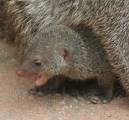 ZooBorns: Fort Wayne Children's Zoo