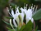 Wine Recipes: Honeysuckle Wine