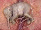 cojaku - <b>Feto</b> elefante.jpg