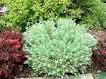 Wormwood
