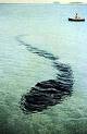 The amazing Hook Island sea monster photos : Tetrapod Zoology