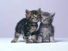 Les chats - Les animaux