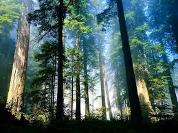 images?q=tbn:ANd9GcTWwawKeGAQWfuhDR2xDz4yBlqJOu8HjNOZKyf1Ydlgx2LSAZddGw