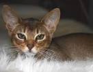 Abyssinian Cat Breeders - Abyssinian Kittens for sale