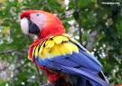 Scarlet macaw