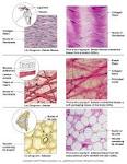 Biology Pictures: <b>Connective Tissue</b> Cells in Human Body - 2