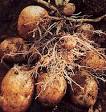 BIOLOGIPEDIA: Reproduksi Aseksual (